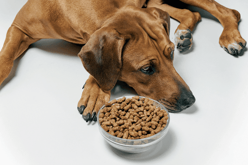 Best Dog Food for Sensitive Stomach and Diarrhea: Top Picks for Relief