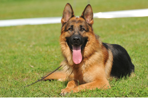 A German Shepherd dog lying on green grass with its tongue out, looking alert and friendly.