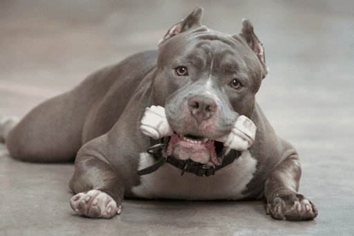 A gray and white pitbull lying on a smooth floor, holding a white bone-shaped chew toy in its mouth.