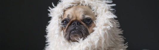 Understanding Dog Food Allergy Symptoms: A Guide for Pet Parents