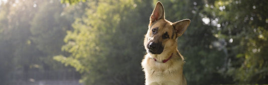 Best Sensitive Skin and Stomach Dog Food