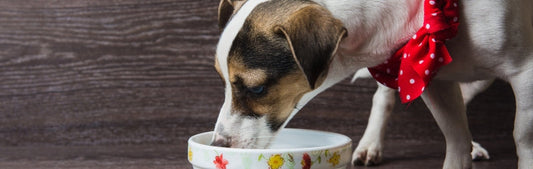 Discover the Best Novel Proteins for Dogs with Allergies and GI Issues