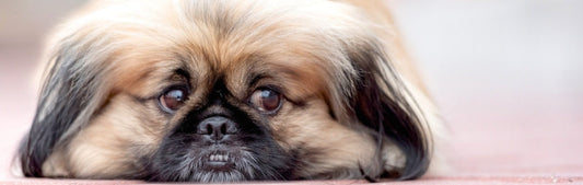 The Best Dog Food for Senior Dogs