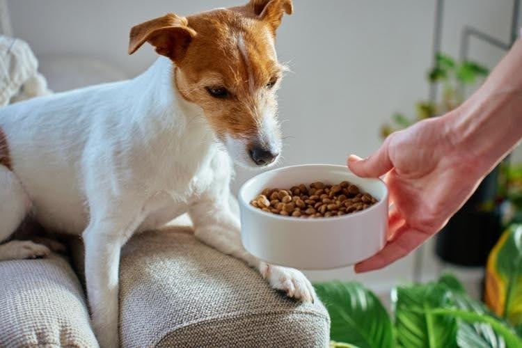 Dog eating kibble from bowl at home.